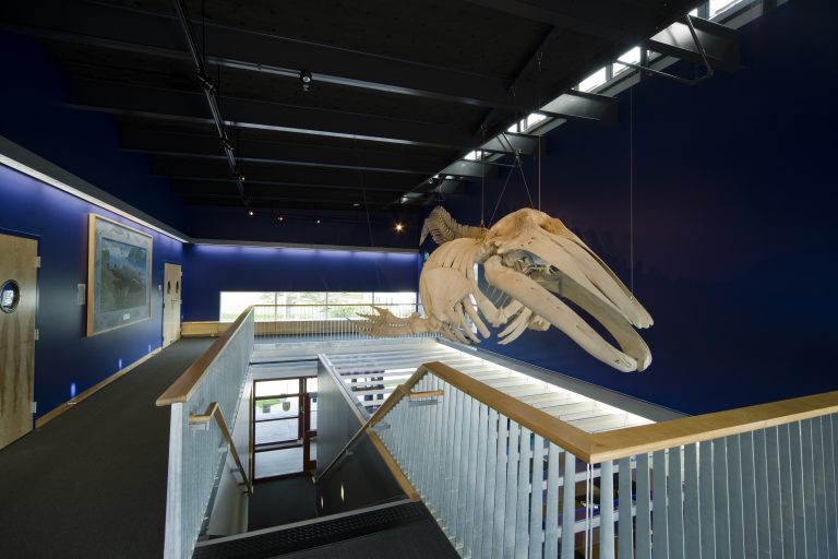 Brightly lit fossil skeleton hanging over entryway