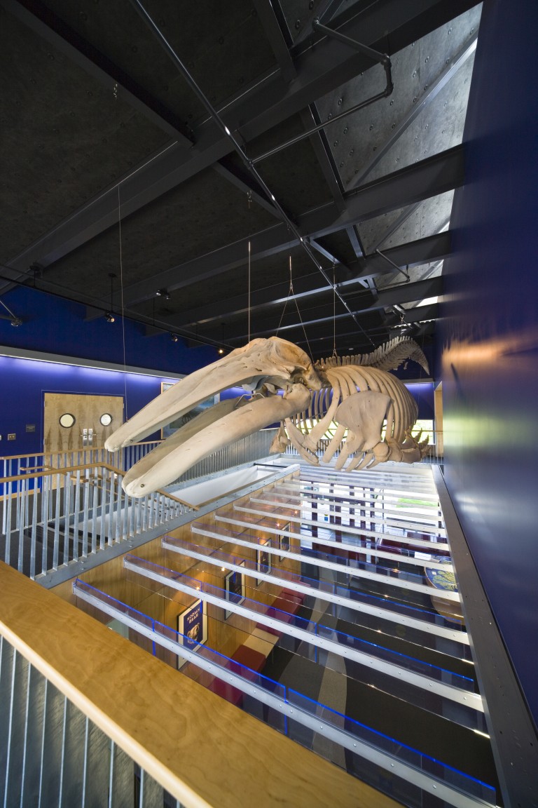 Brightly lit fossil skeleton hanging over entryway
